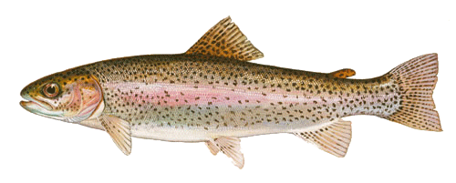 rainbow_trout