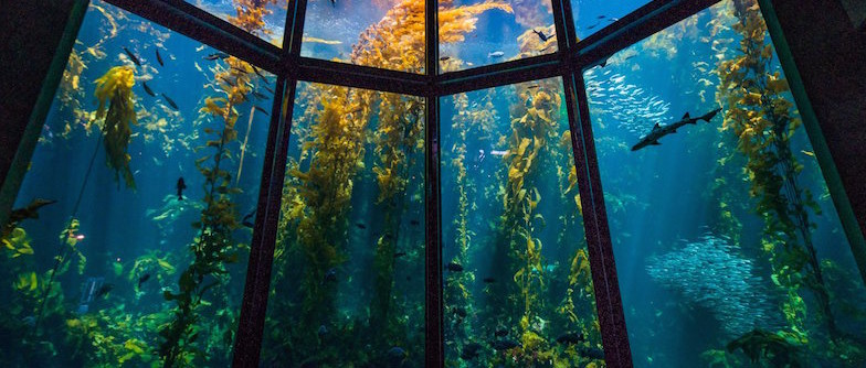 monterey-bay-aquarium
